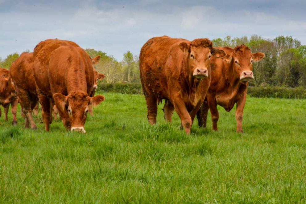 Recherche exploitation bovine sur secteurs Normandie, Bretagne ou Pays de loire