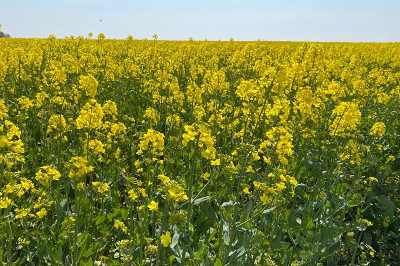 Exploitation cultures Vendée (85) Gasnier Agri